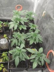 C99 G13labs