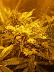 Secondaire hashplant