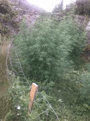 mon petit exte