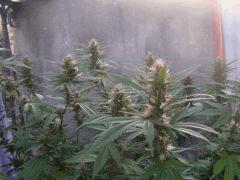 vive la weed