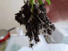 P1030275