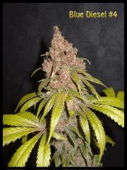 Best of Bud