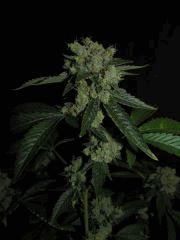 Sour diesel