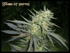 Flaze
