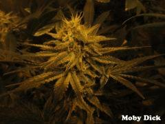 Moby dick