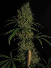Ed rosenthal super bud