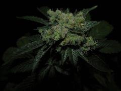 Sour Diesel