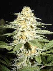Rockbud