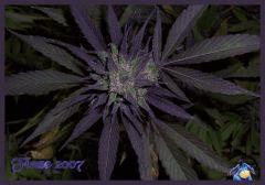 Flaze
