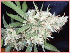 Lemon skunk