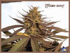 Flaze