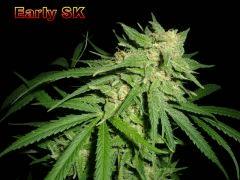 Early skunk