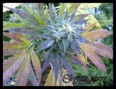 Slyder