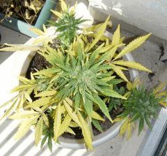 DSCF3959
