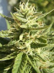 Orange bud