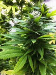 Orange Bud