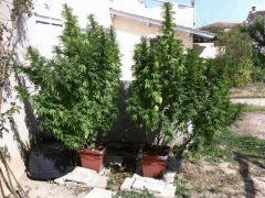 Orange bud