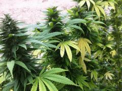 Orange Bud