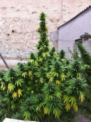Orange Bud