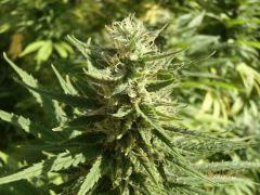 Orange bud