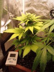 ice cream auto
