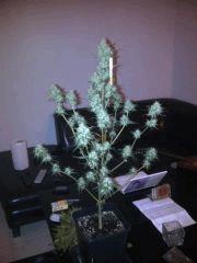 ice cream auto