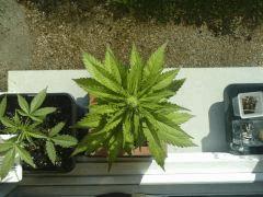 ice cream auto