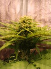 ice cream auto