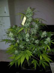 ice cream auto
