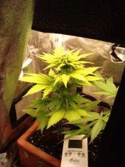 ice cream auto