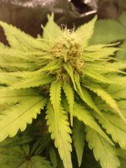 ice cream auto