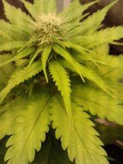 ice cream auto