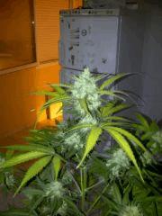 ice cream auto