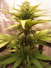 ice cream auto