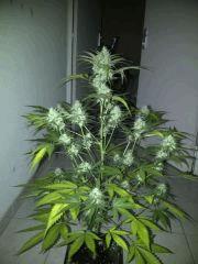 ice cream auto