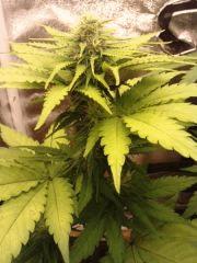 ice cream auto