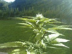 ice cream auto