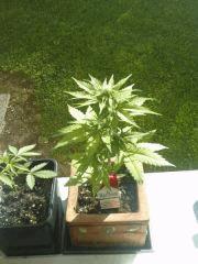 ice cream auto