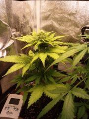 ice cream auto