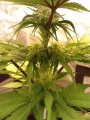 ice cream auto