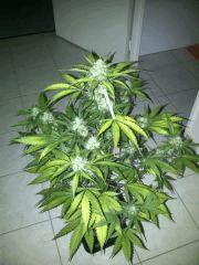 ice cream auto