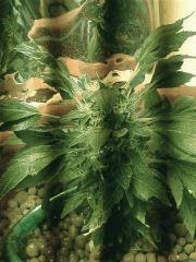 one bud