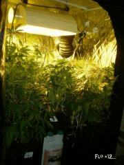 COCO SESSION DTW auto FLO +12