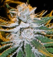 sweet deep grape fruit dinafem flo +53