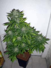 DSCN3857