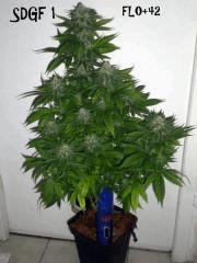 DSCN3826