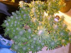 DSCN3883