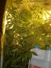 DSCN3951