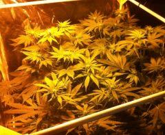 IMG 0188