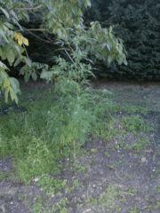 SNC00329
